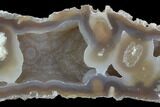 Agatized Fossil Coral Geode - Florida #97921-1